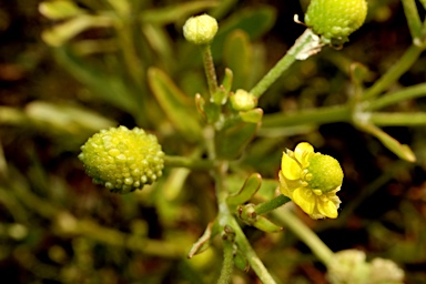 APII jpeg image of Ranunculus sceleratus subsp. sceleratus  © contact APII