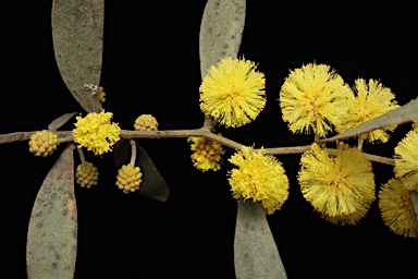 APII jpeg image of Acacia verniciflua  © contact APII