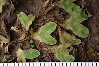 APII jpeg image of Riccia papulosa var. variabilis  © contact APII