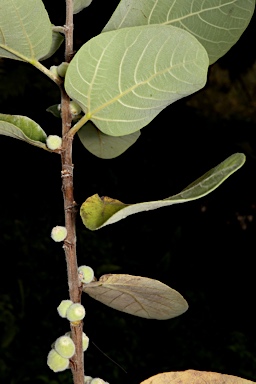 APII jpeg image of Ficus aculeata var. aculeata  © contact APII