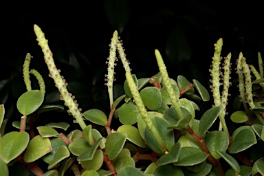 APII jpeg image of Peperomia bellendenkerensis  © contact APII