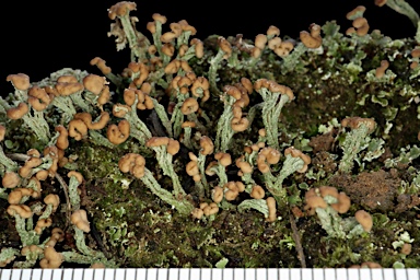 APII jpeg image of Cladonia  © contact APII