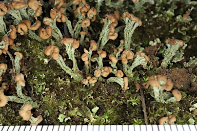 APII jpeg image of Cladonia  © contact APII