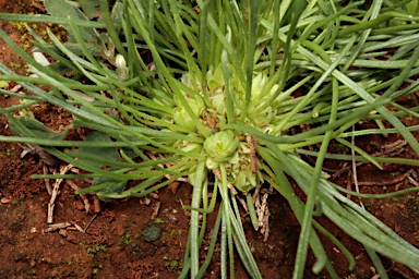 APII jpeg image of Isoetopsis graminifolia  © contact APII