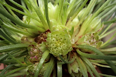 APII jpeg image of Isoetopsis graminifolia  © contact APII