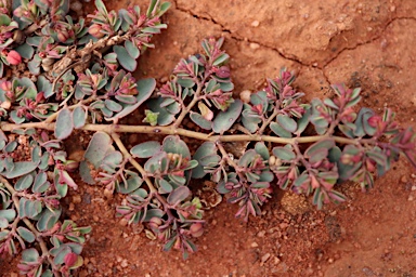 APII jpeg image of Euphorbia drummondii  © contact APII