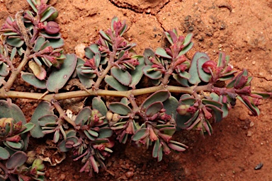 APII jpeg image of Euphorbia drummondii  © contact APII