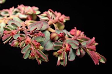 APII jpeg image of Euphorbia drummondii  © contact APII