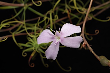 APII jpeg image of Stylidium nymphaeum  © contact APII