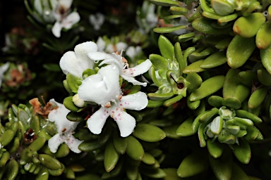 APII jpeg image of Westringia fruticosa 'Grey Box'  © contact APII