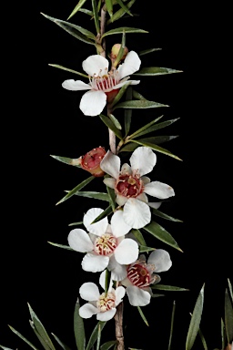 APII jpeg image of Leptospermum rupicola  © contact APII