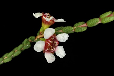 APII jpeg image of Baeckea brevifolia  © contact APII