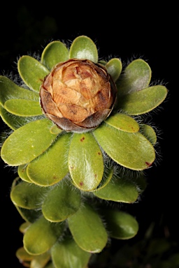 APII jpeg image of Melaleuca megacephala  © contact APII