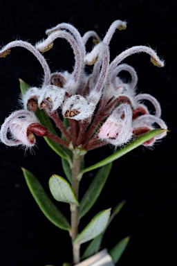 APII jpeg image of Grevillea sphacelata  © contact APII