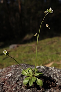 APII jpeg image of Erophila verna subsp. verna  © contact APII