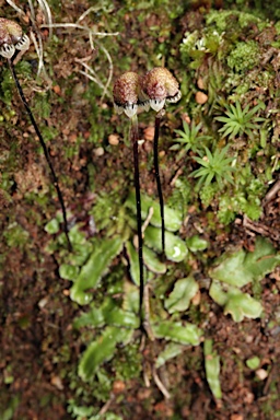 APII jpeg image of Asterella drummondii  © contact APII