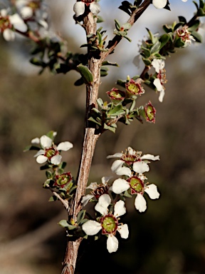 APII jpeg image of Leptospermum divaricatum  © contact APII