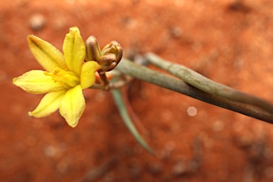 APII jpeg image of Bulbine alata  © contact APII