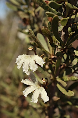 APII jpeg image of Scaevola spinescens  © contact APII