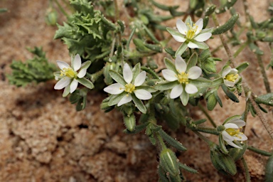 APII jpeg image of Spergularia diandroides  © contact APII