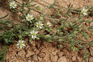 APII jpeg image of Spergularia diandroides  © contact APII