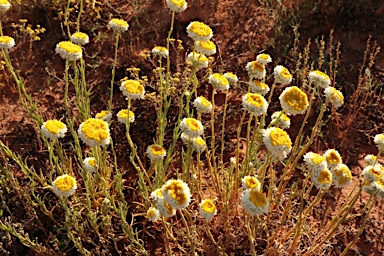 APII jpeg image of Polycalymma stuartii  © contact APII