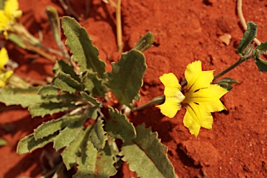 APII jpeg image of Goodenia glabra  © contact APII