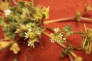 APII jpeg image of Trachymene ceratocarpa  © contact APII