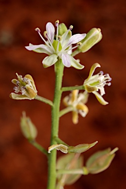 APII jpeg image of Lepidium phlebopetalum  © contact APII