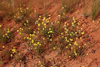 APII jpeg image of Goodenia fascicularis  © contact APII