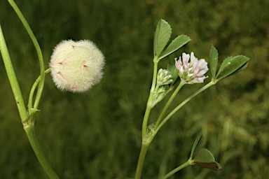 APII jpeg image of Trifolium tomentosum  © contact APII