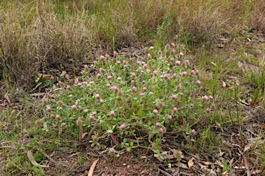 APII jpeg image of Trifolium pratense  © contact APII