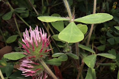 APII jpeg image of Trifolium pratense  © contact APII