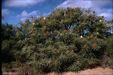 APII jpeg image of Banksia speciosa  © contact APII