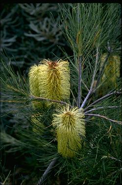 APII jpeg image of Banksia tricuspis  © contact APII