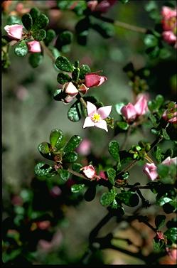 APII jpeg image of Boronia algida  © contact APII