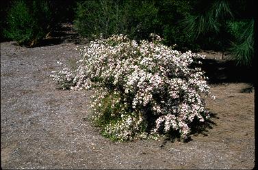 APII jpeg image of Boronia muelleri  © contact APII