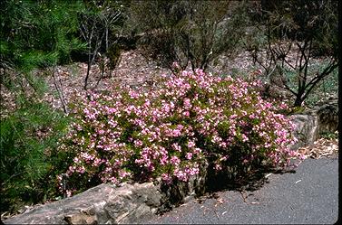 APII jpeg image of Boronia pinnata  © contact APII