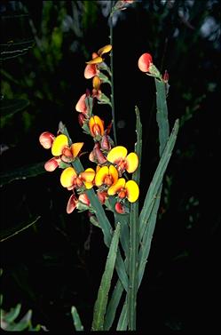 APII jpeg image of Bossiaea scolopendria  © contact APII