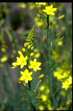 APII jpeg image of Bulbine bulbosa  © contact APII