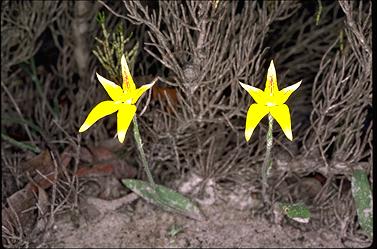 APII jpeg image of Caladenia flava  © contact APII