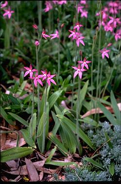 APII jpeg image of Caladenia latifolia  © contact APII