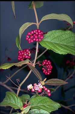 APII jpeg image of Callicarpa pedunculata  © contact APII