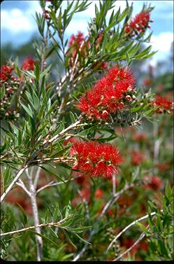 APII jpeg image of Callistemon 'Hannah Ray'  © contact APII