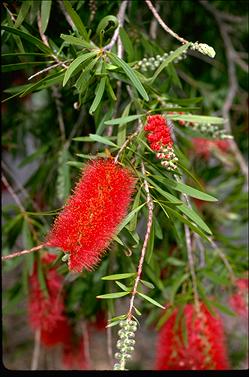 APII jpeg image of Callistemon 'Harkness'  © contact APII