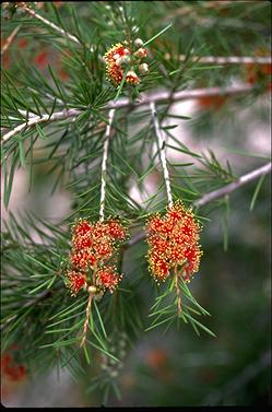 APII jpeg image of Callistemon brachyandrus  © contact APII