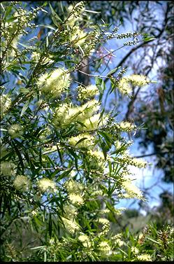 APII jpeg image of Callistemon formosus  © contact APII