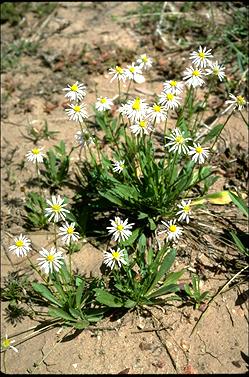 APII jpeg image of Calotis cuneata  © contact APII