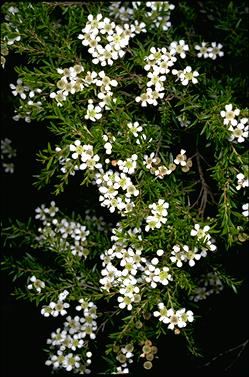 APII jpeg image of Babingtonia similis 'Howie's Feathertips'  © contact APII