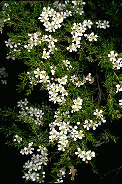 APII jpeg image of Babingtonia similis 'Howie's Feathertips'  © contact APII